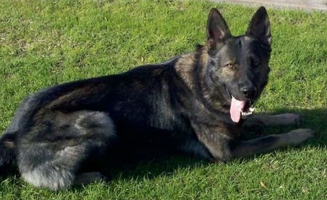 Un chien policier poignardé dans l’exercice de ses fonctions redevient un héros après avoir sauvé des enfants